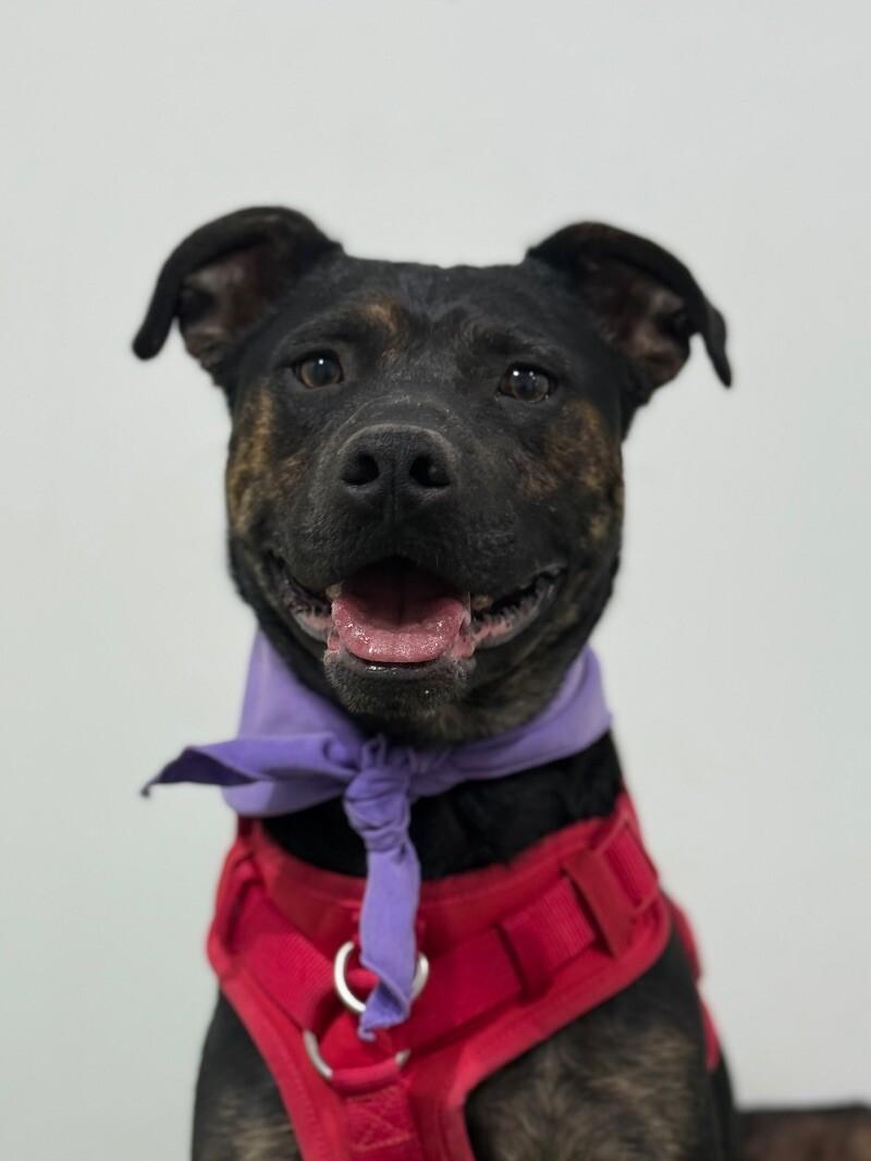 Waldo, Young Male Plott Hound