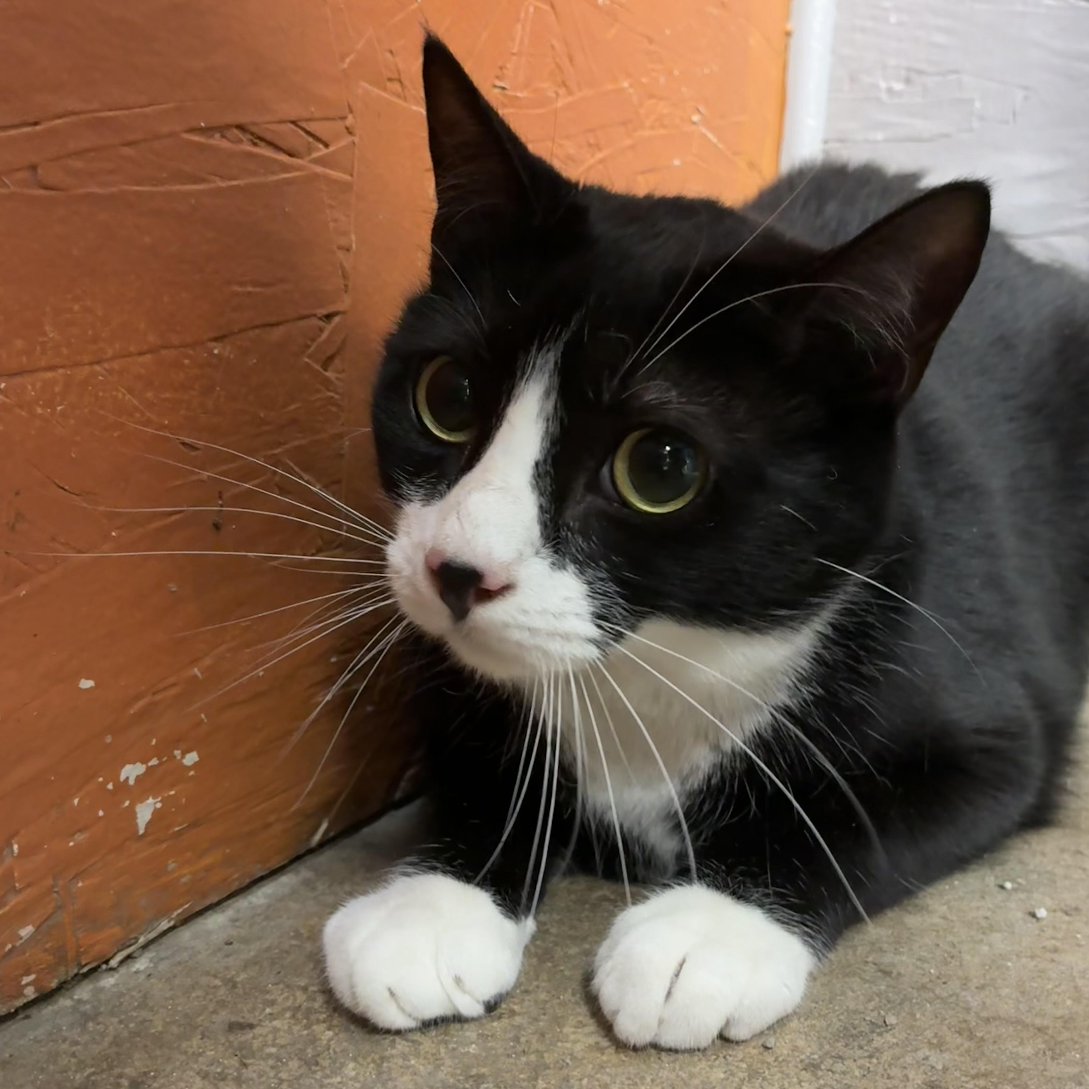 Rambo, Adult Male Tuxedo