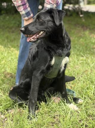 Enlarge Matt, a Adoptable mixed breed in Fairfax, VA image 2/6