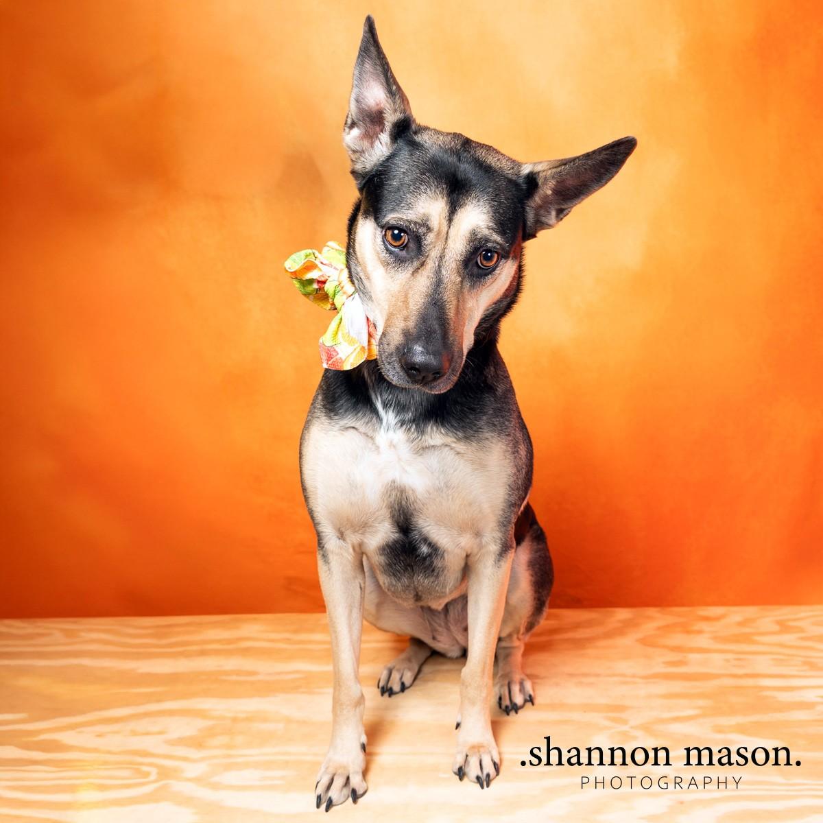 Enlarge Valentine aka Cali, a Adoptable mixed breed in Las Vegas, NV image 1/3