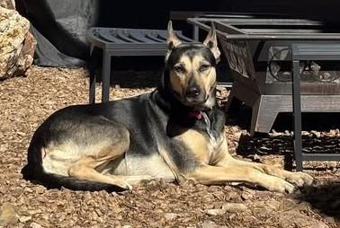 Enlarge Valentine aka Cali, a Adoptable mixed breed in Las Vegas, NV image 3/3