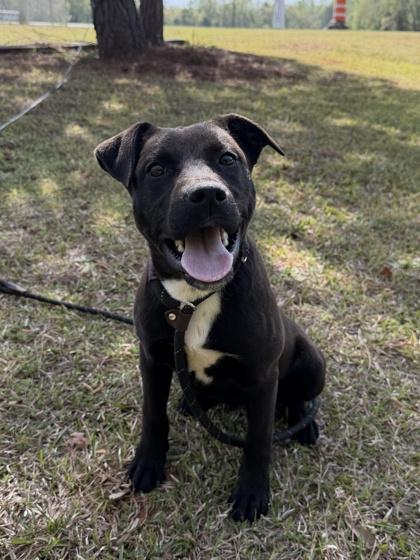 Enlarge 26-139 Boots, a Adoptable mixed breed in Barnesville, GA image 1/3