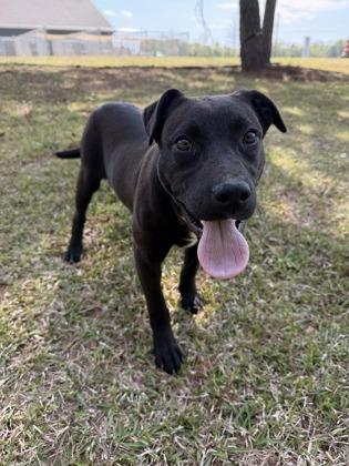 Enlarge 26-139 Boots, a Adoptable mixed breed in Barnesville, GA image 2/3