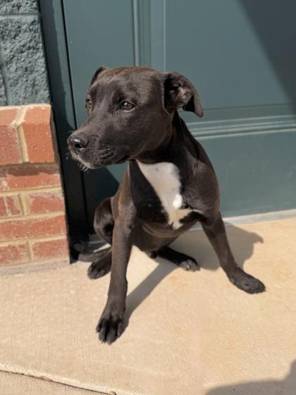 Enlarge 26-139 Boots, a Adoptable mixed breed in Barnesville, GA image 3/3