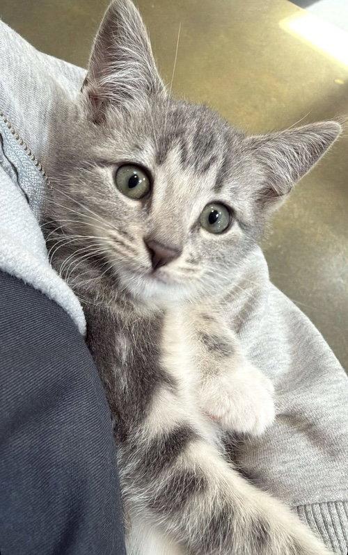 Enlarge Ellie ( Nicole), a Adopted Tabby in Napa, CA image 3/3