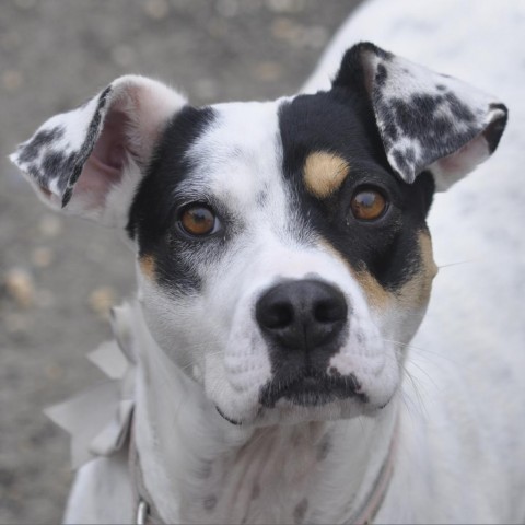 Magnolia, an adoptable Mixed Breed in Fairfax Station, VA, 22039 | Photo Image 4