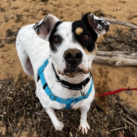 Magnolia, an adoptable Mixed Breed in Fairfax Station, VA, 22039 | Photo Image 6