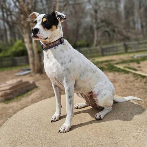 Magnolia, an adoptable Mixed Breed in Fairfax Station, VA, 22039 | Photo Image 1