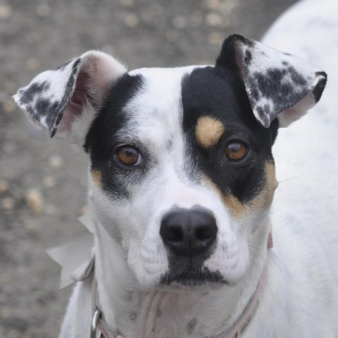 Magnolia, an adoptable Mixed Breed in Fairfax Station, VA, 22039 | Photo Image 5