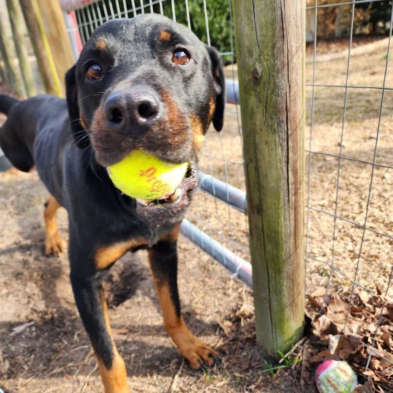 Enlarge Bubba, a Adoptable Rottweiler in Wilmington, NC image 2/6
