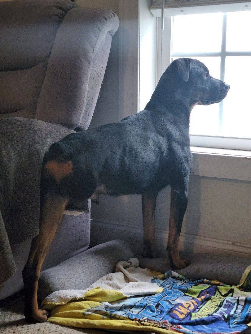 Enlarge Bubba, a Adoptable Rottweiler in Wilmington, NC image 4/6