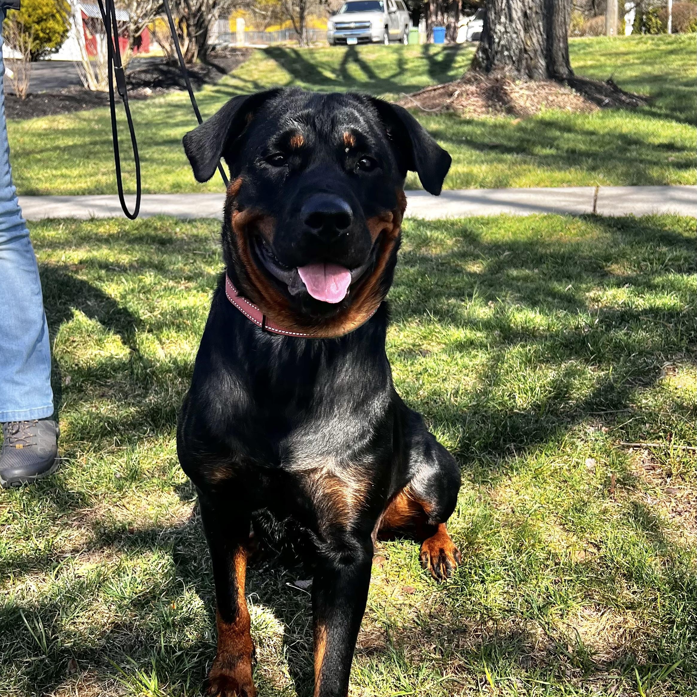 Zosia, a Adoptable Rottweiler in Griswold, CT image 3/6