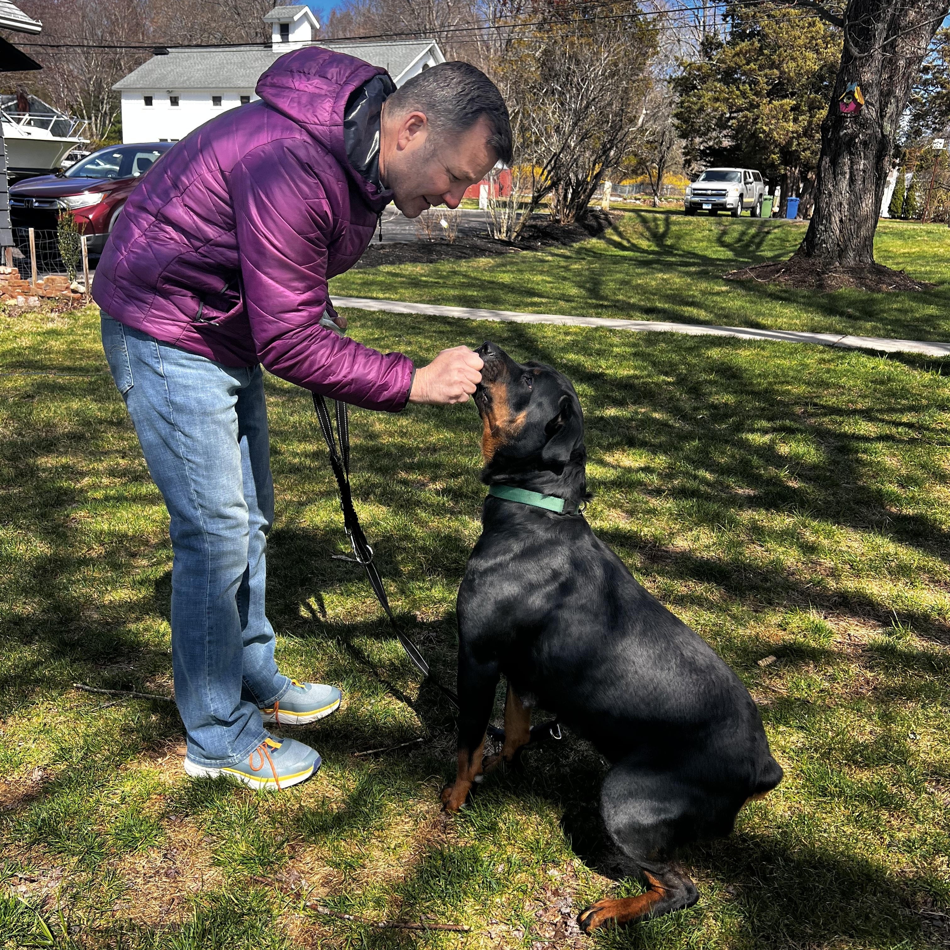 Zosia, a Adoptable Rottweiler in Griswold, CT image 4/6