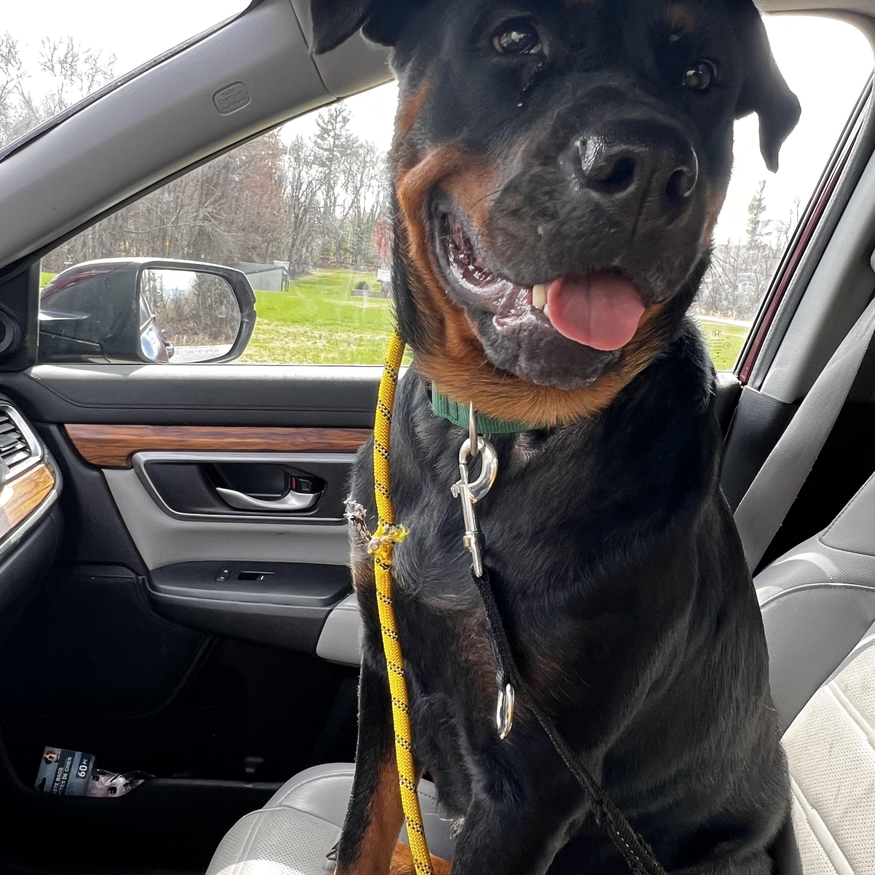 Zosia, a Adoptable Rottweiler in Griswold, CT image 2/6