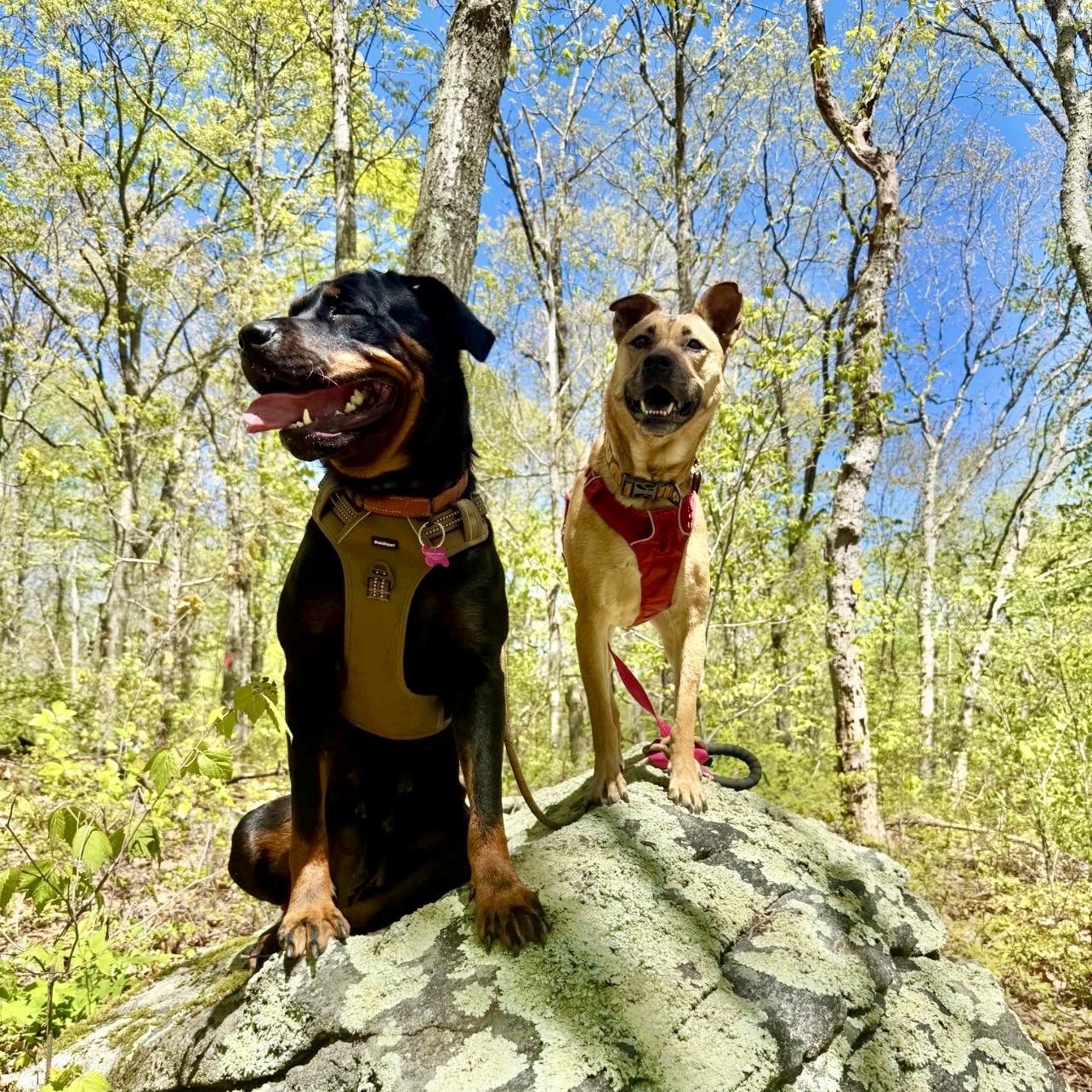 Zosia, a Adoptable Rottweiler in Griswold, CT image 5/6