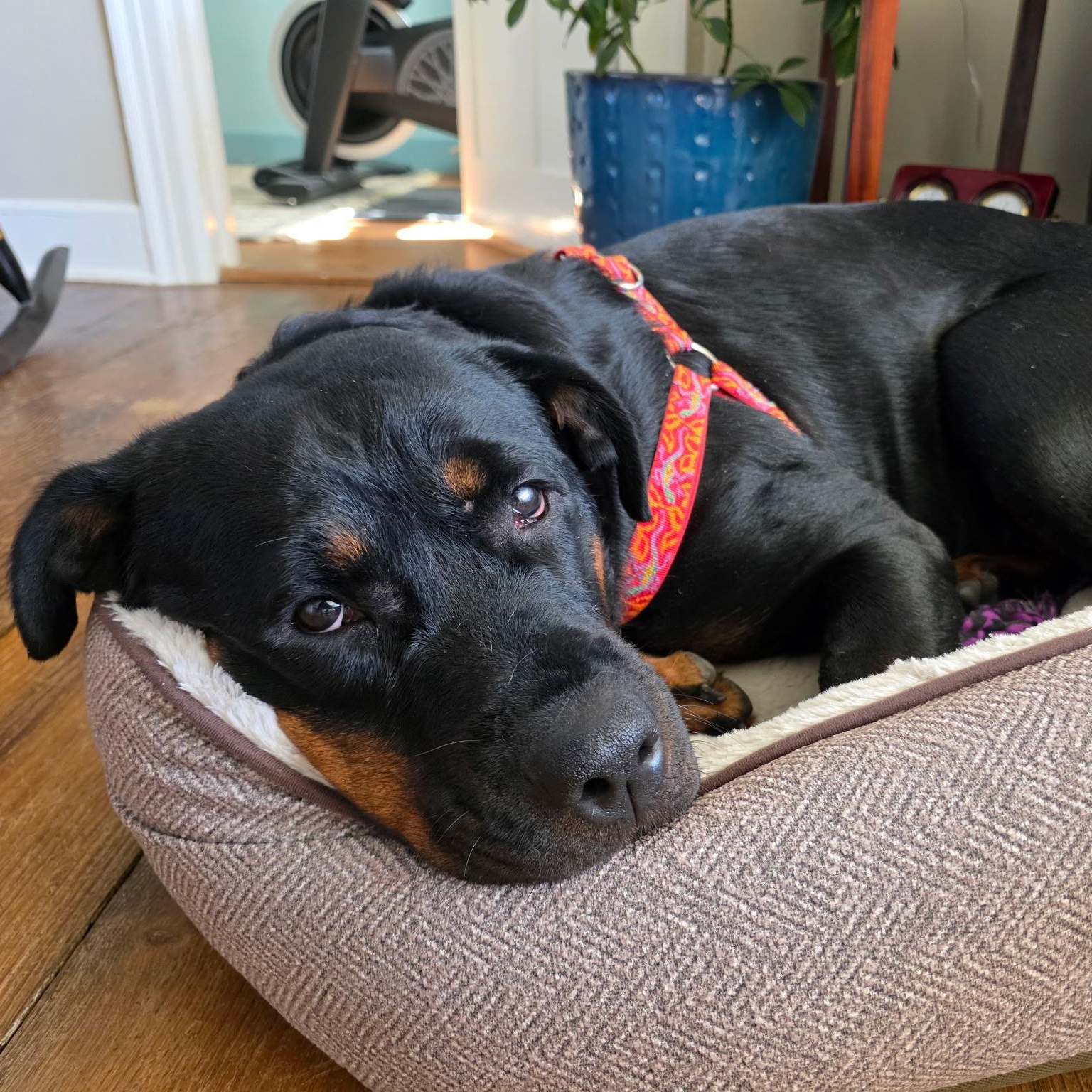 Zosia, a Adoptable Rottweiler in Griswold, CT image 1/6