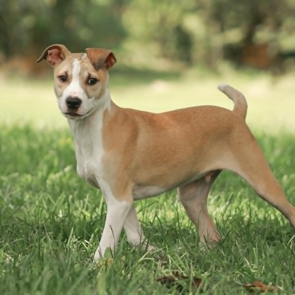Loki, Adoptable, Puppy Male Labrador Retriever & Pit Bull Terrier.
