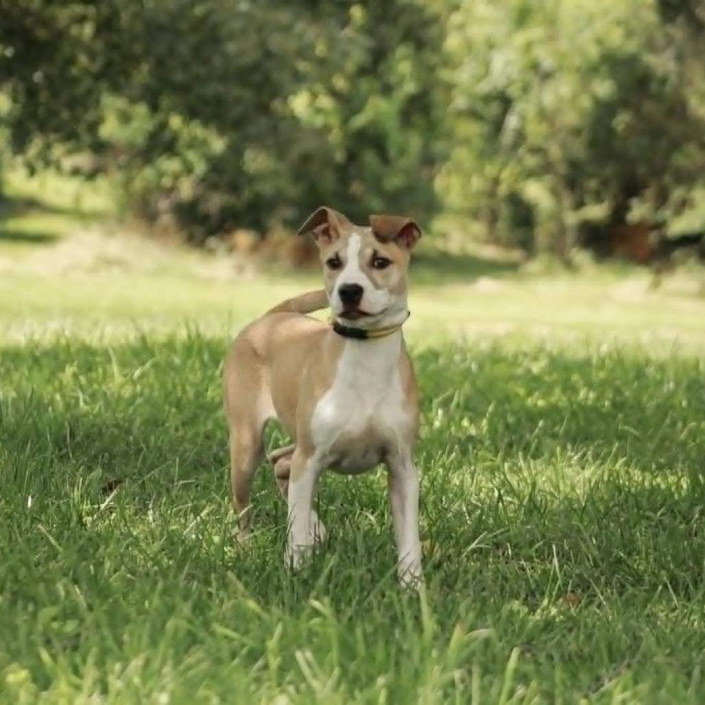 Enlarge Loki, a Adoptable mixed breed in Madisonville, KY image 2/4