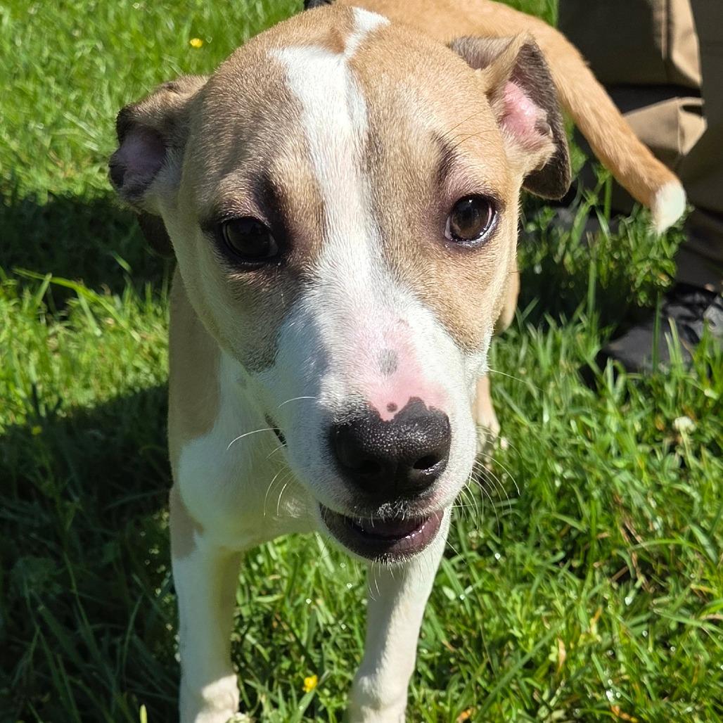 Enlarge Loki, a Adoptable mixed breed in Madisonville, KY image 3/4