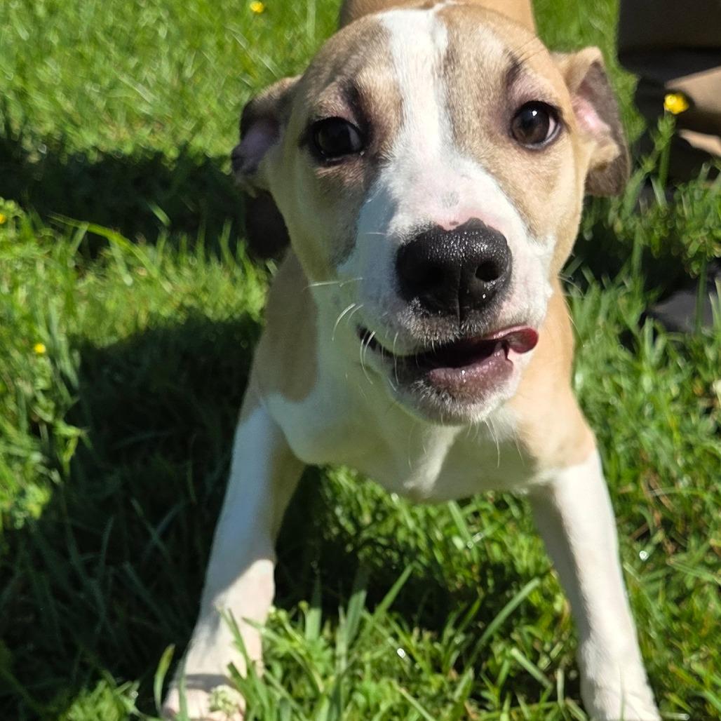 Enlarge Loki, a Adoptable mixed breed in Madisonville, KY image 4/4