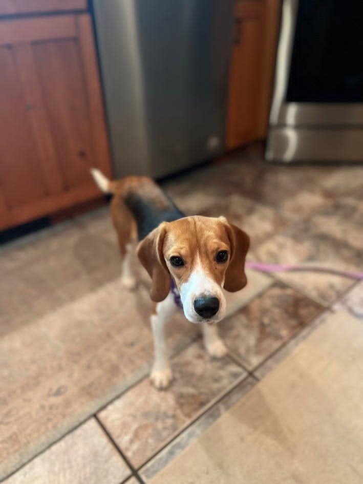 Marley, adopted, Adult Female Beagle.