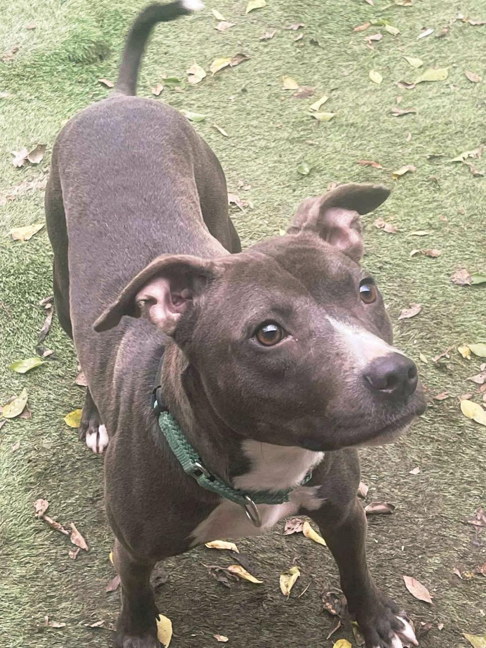 Enlarge Forrest , a Adoptable mixed breed in Albany, NY image 3/6