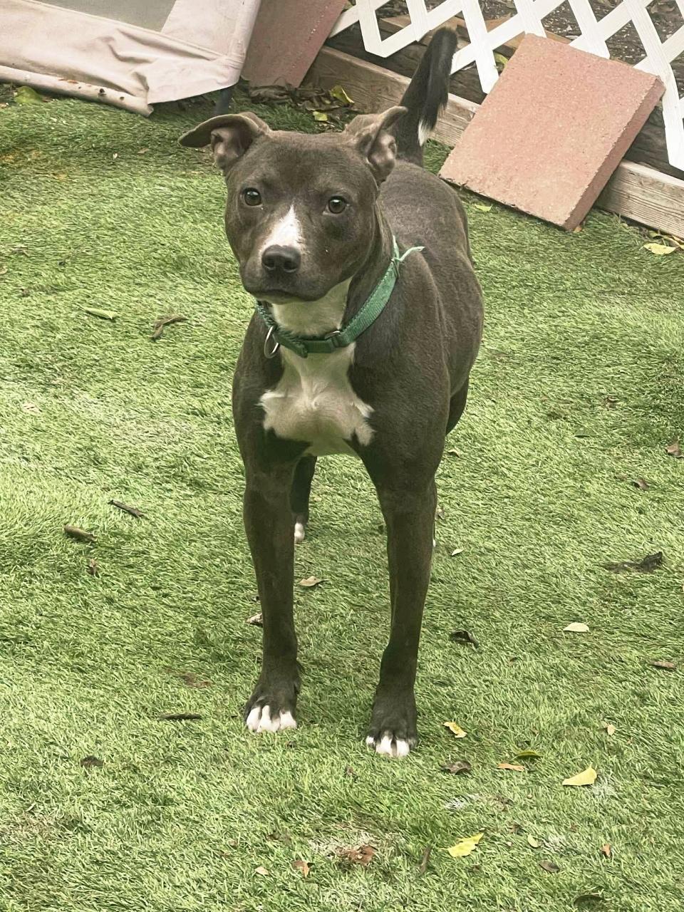 Enlarge Forrest , a Adoptable mixed breed in Albany, NY image 4/6