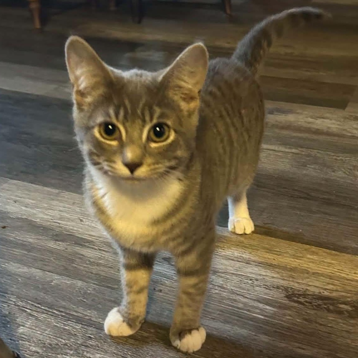 Enlarge Lepton (F) & Quark (M)--BONDED SIBS, a Adoptable Domestic Short Hair in Fair Haven, VT image 5/6