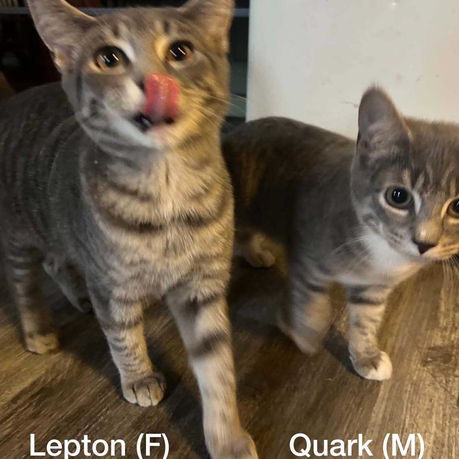 Lepton (F) & Quark (M)--BONDED SIBS photo