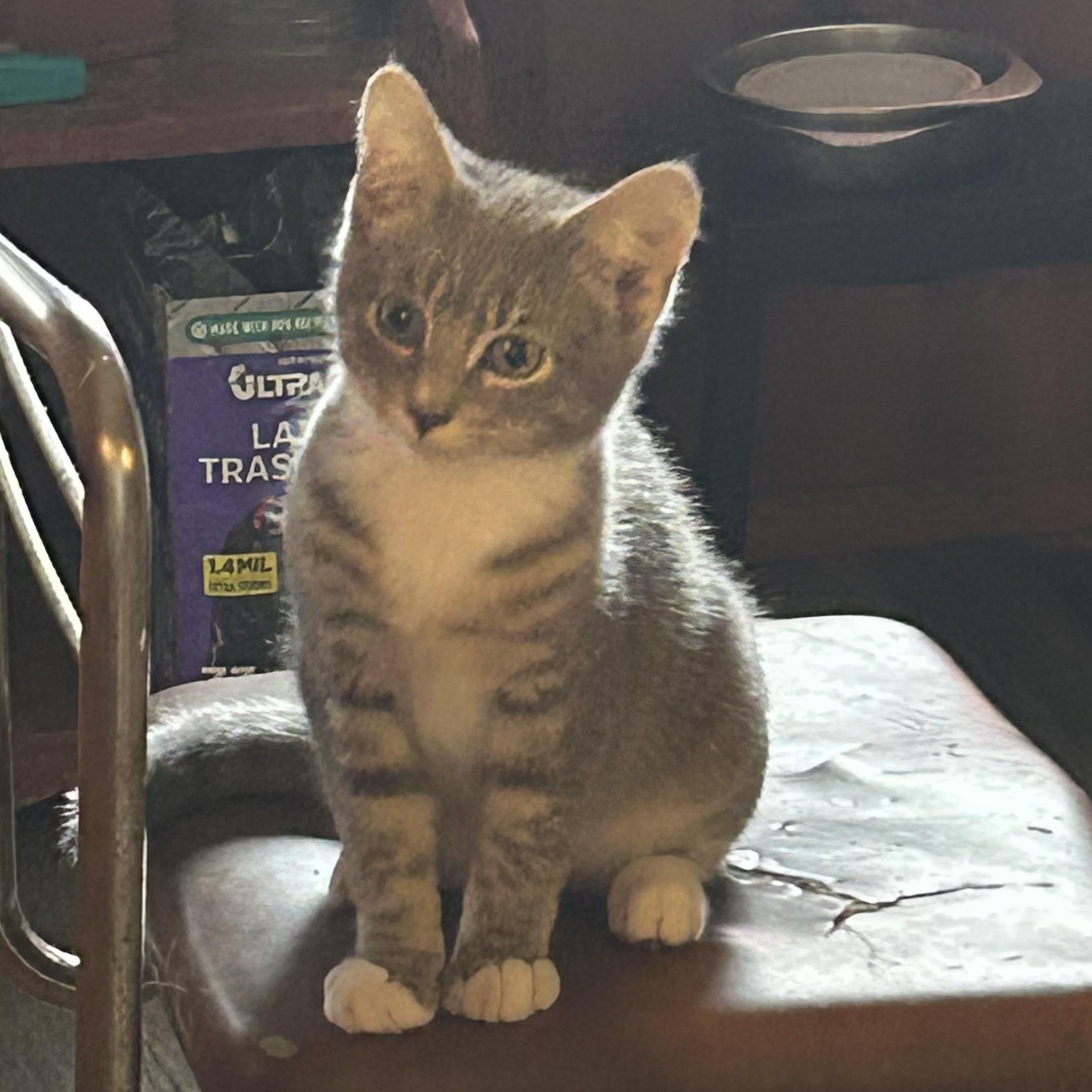 Enlarge Lepton (F) & Quark (M)--BONDED SIBS, a Adoptable Domestic Short Hair in Fair Haven, VT image 4/6