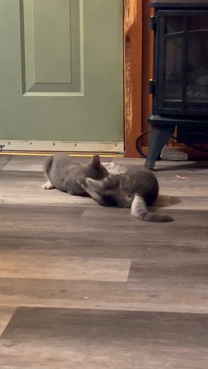 Enlarge Lepton (F) & Quark (M)--BONDED SIBS, a Adoptable Domestic Short Hair in Fair Haven, VT video 3/6