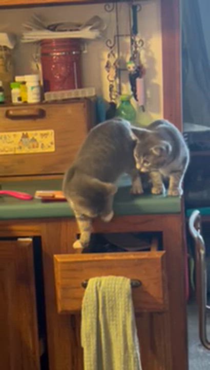 Enlarge Lepton (F) & Quark (M)--BONDED SIBS, a Adoptable Domestic Short Hair in Fair Haven, VT video 2/6