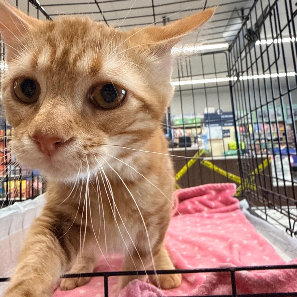 Miso, Adoptable, Kitten Male Domestic Medium Hair.