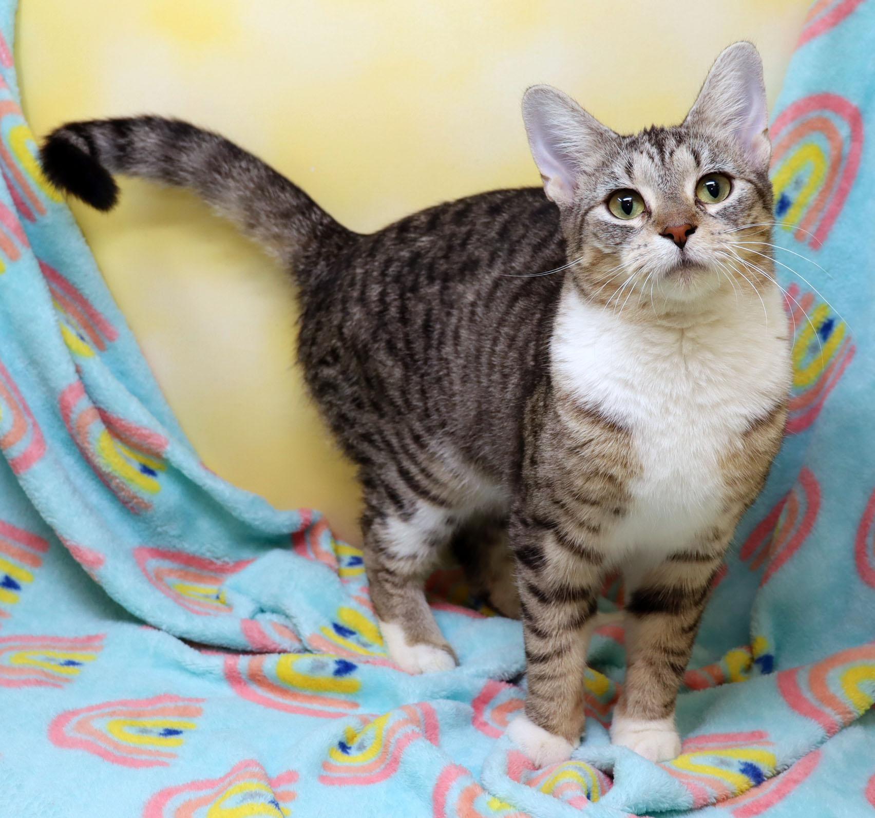Enlarge Chevy, an adopted Domestic Short Hair in Tierra Verde, FL image 3/3