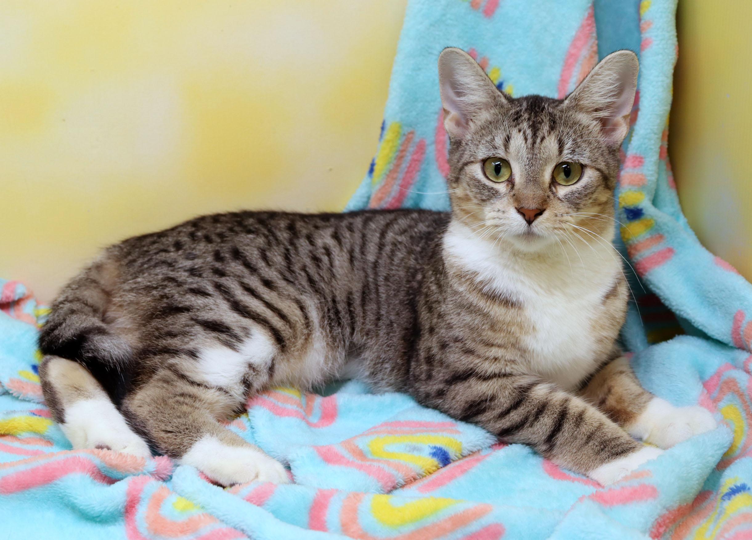 Enlarge Chevy, an adopted Domestic Short Hair in Tierra Verde, FL image 2/3