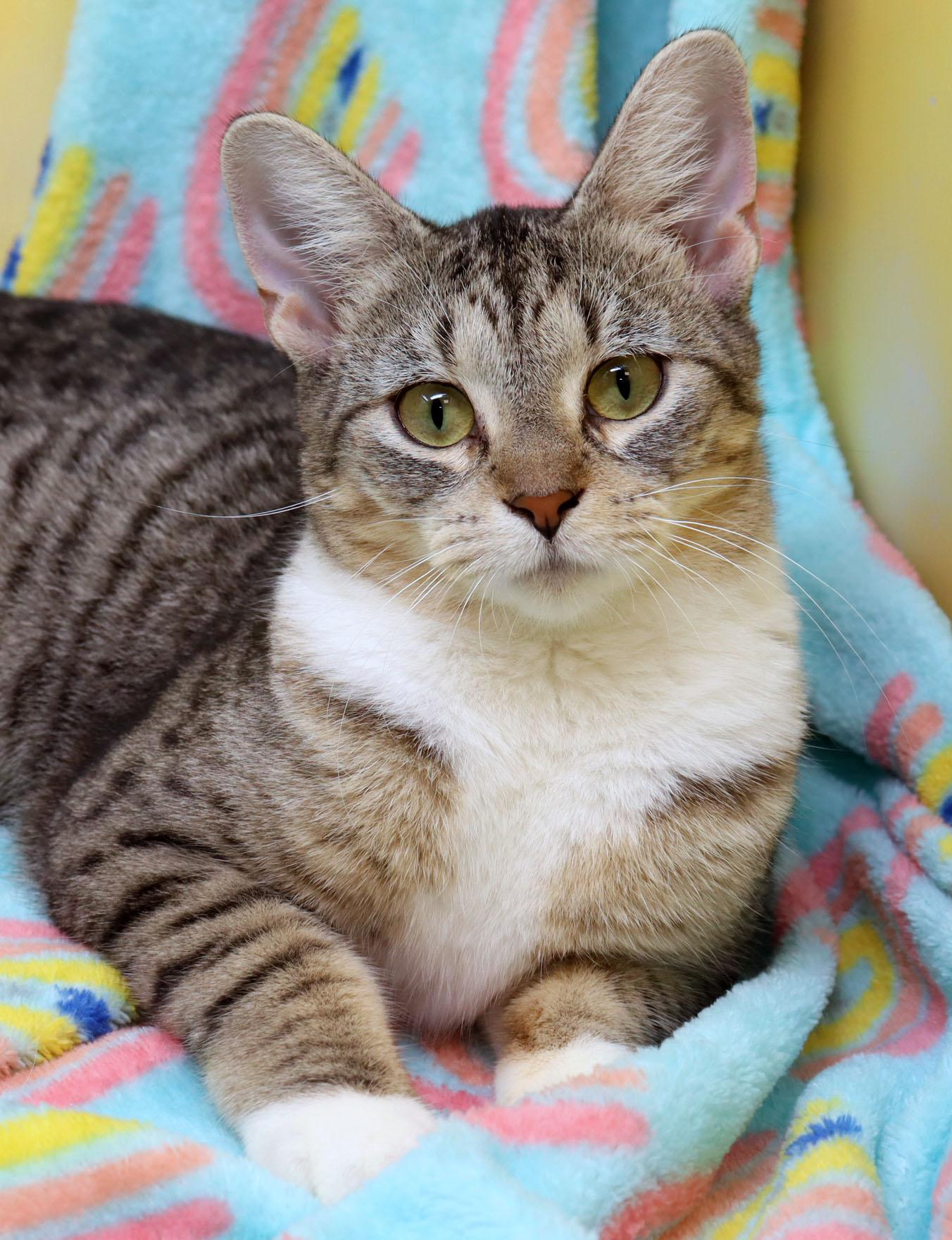 Chevy, adopted, Young Female Domestic Short Hair.