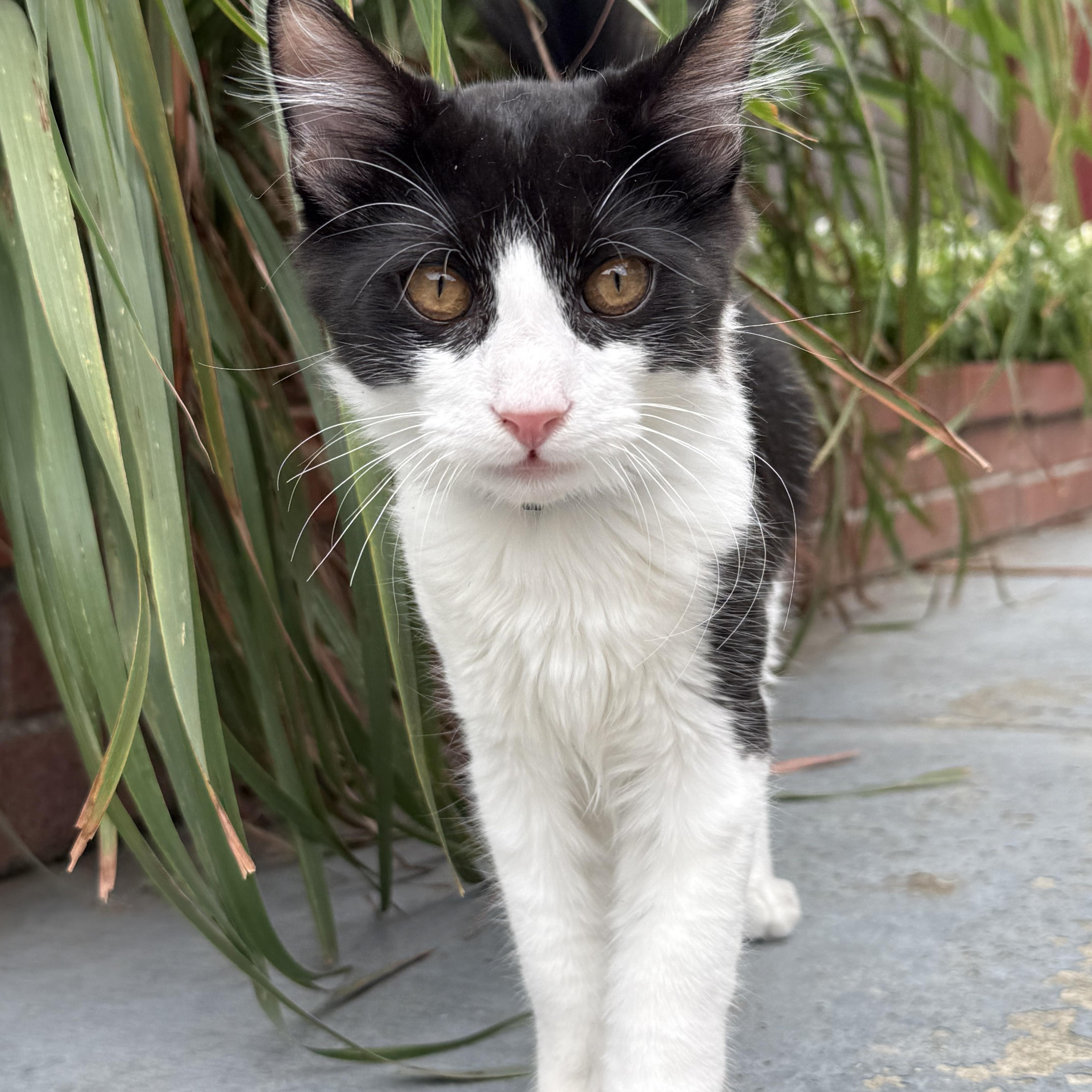 Coco, Adoptable, Kitten Male Tuxedo.