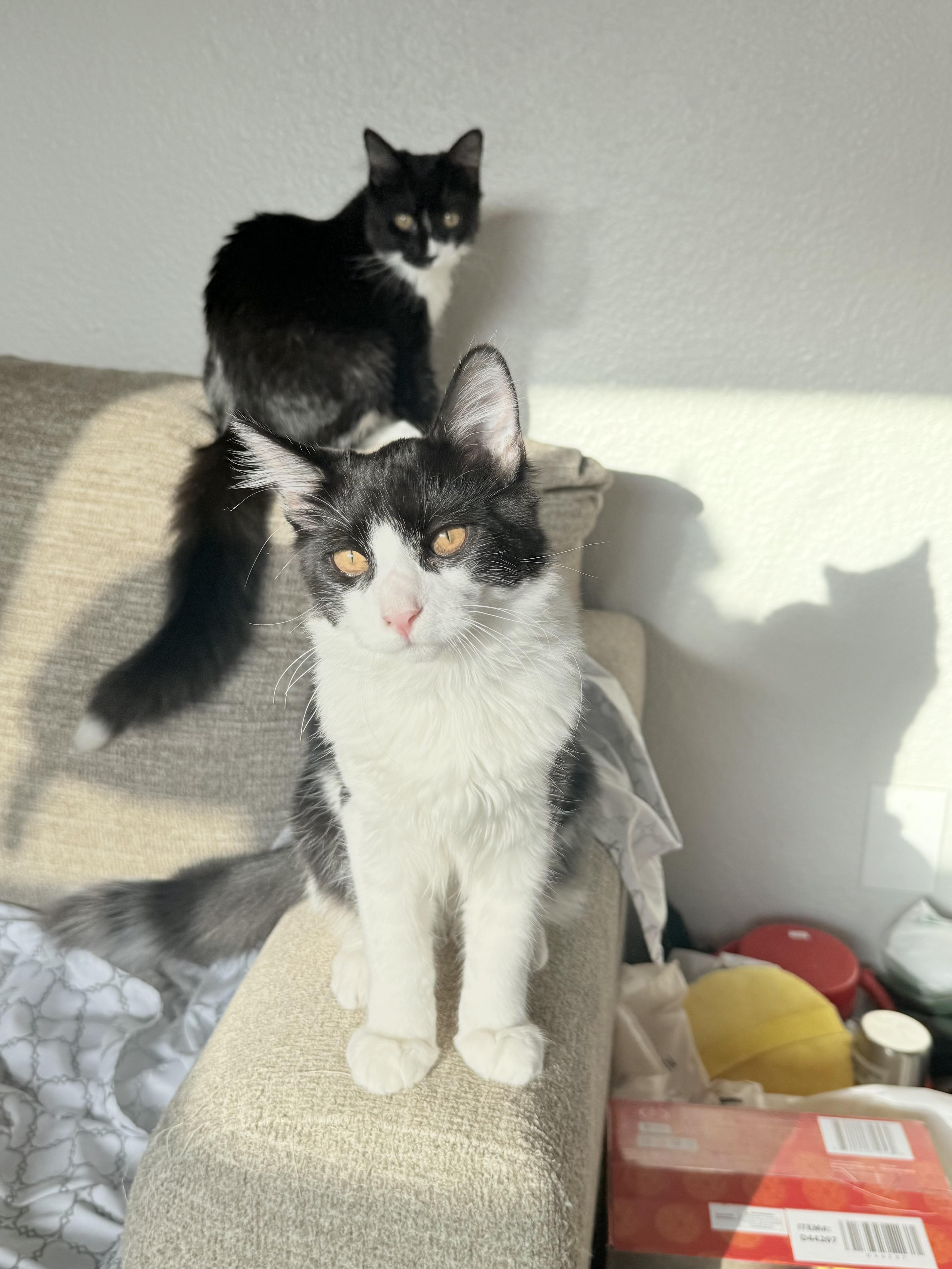 Coco, Adoptable, Kitten Male Tuxedo.