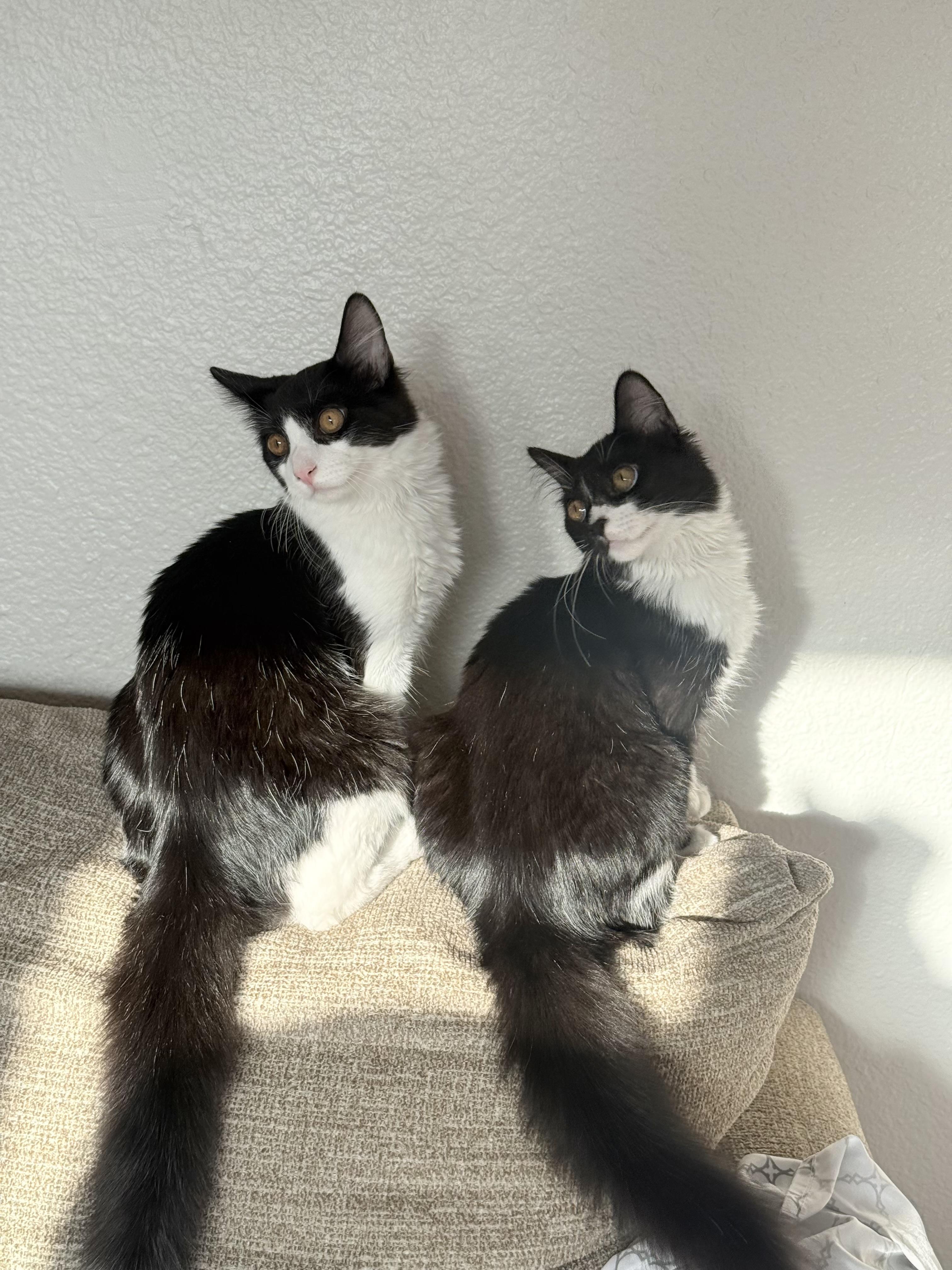 Enlarge Coco, a Adoptable Tuxedo in Campbell, CA image 3/5