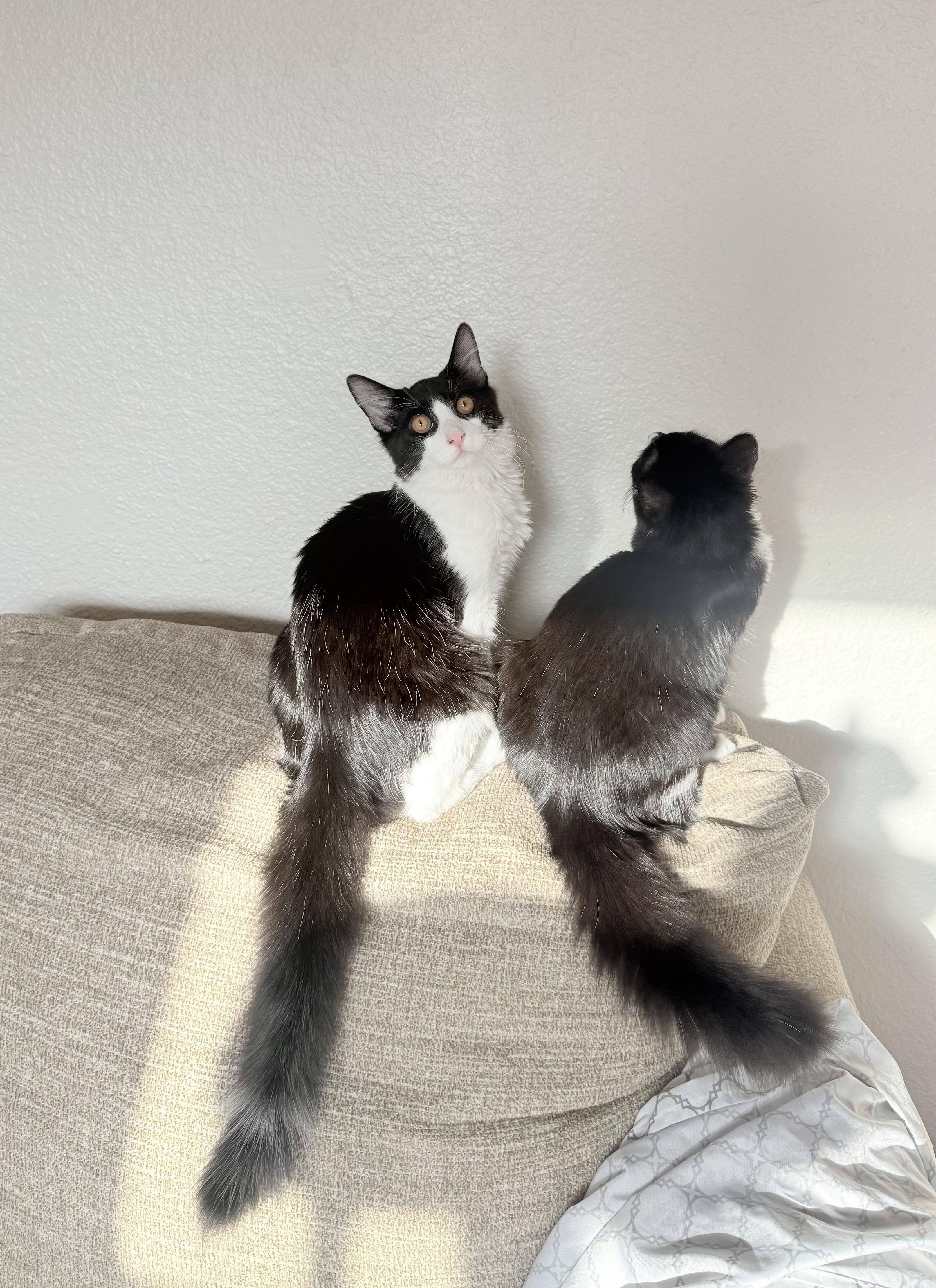 Enlarge Coco, a Adoptable Tuxedo in Campbell, CA image 4/5