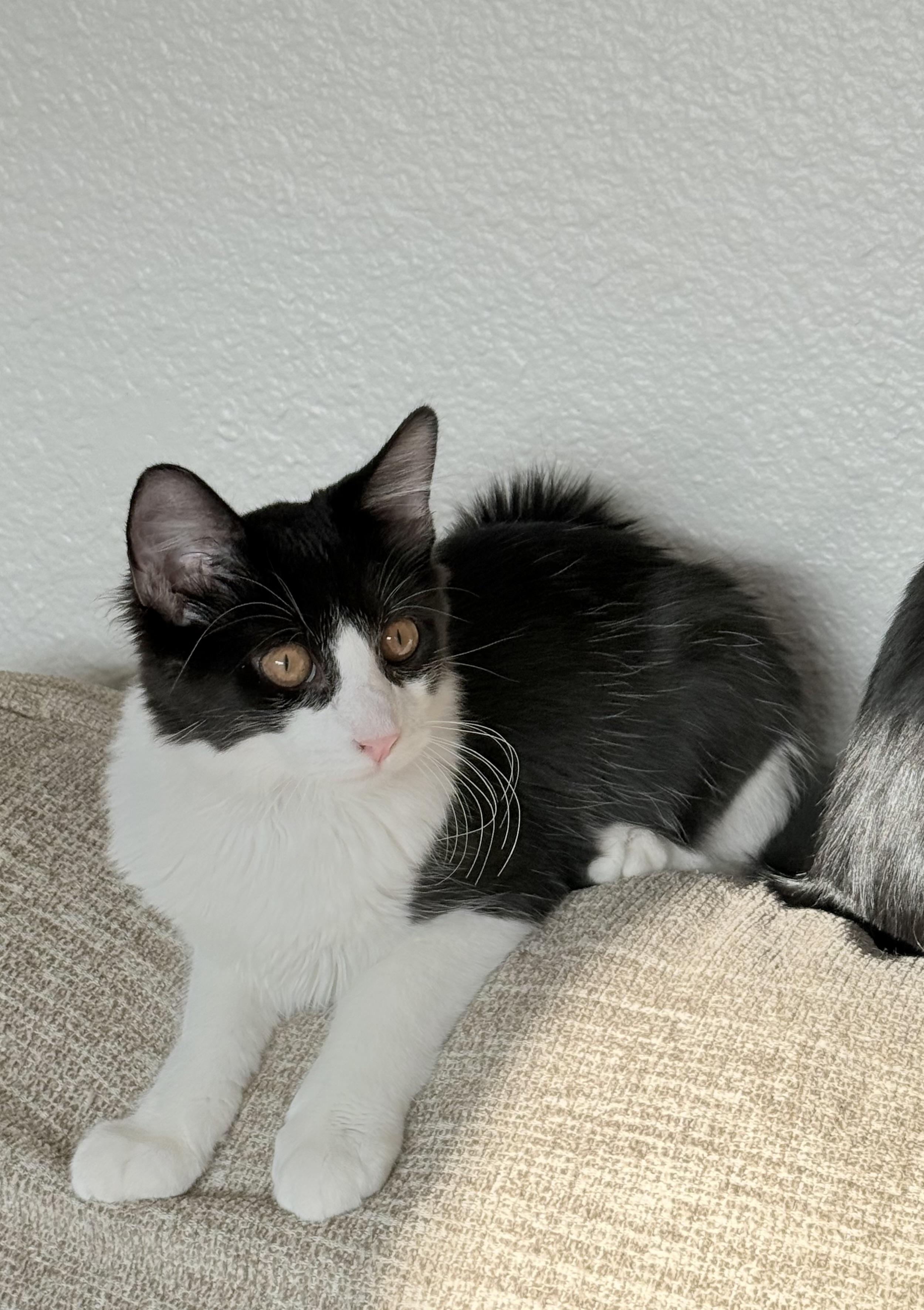 Enlarge Coco, a Adoptable Tuxedo in Campbell, CA image 5/5