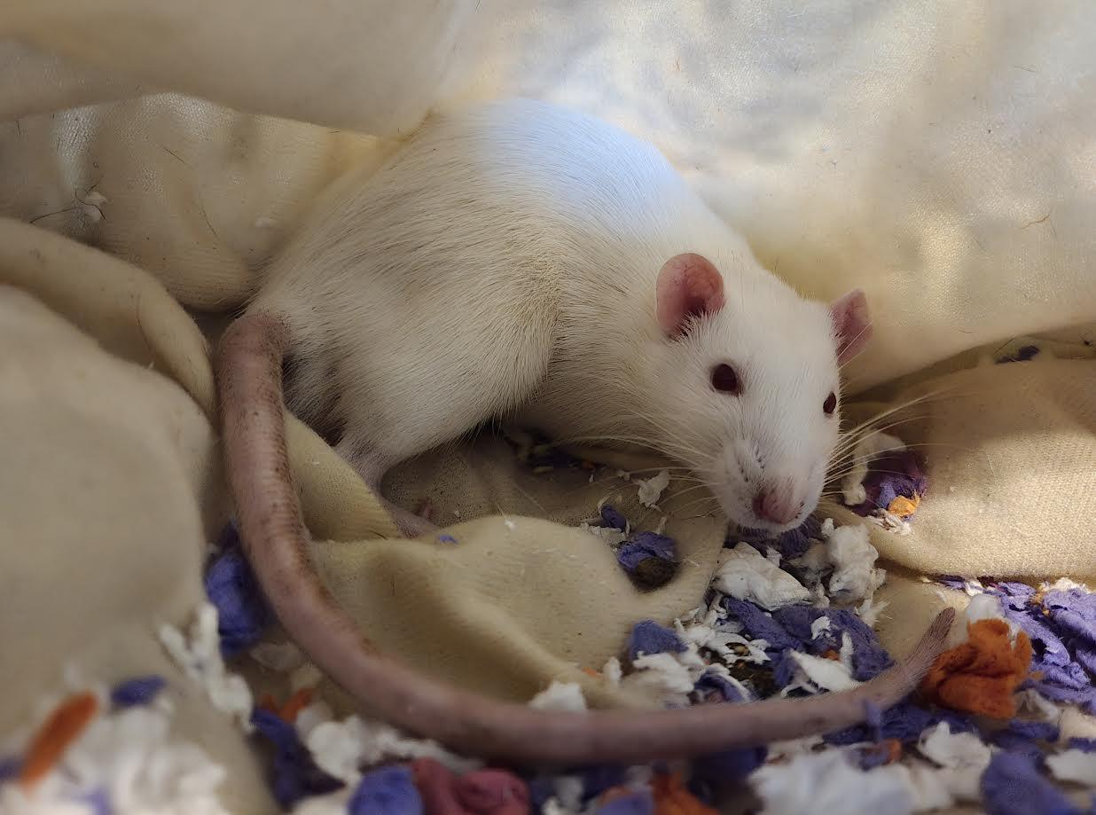 Fish and Chip, an adopted Rat in Bellingham, WA image 2/3