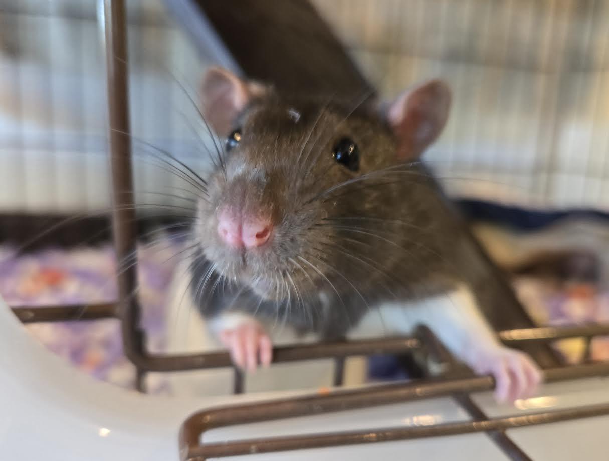 Fish and Chip, an adopted Rat in Bellingham, WA image 3/3