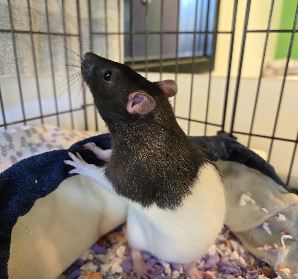 Fish and Chip, adopted, Young Male Rat.