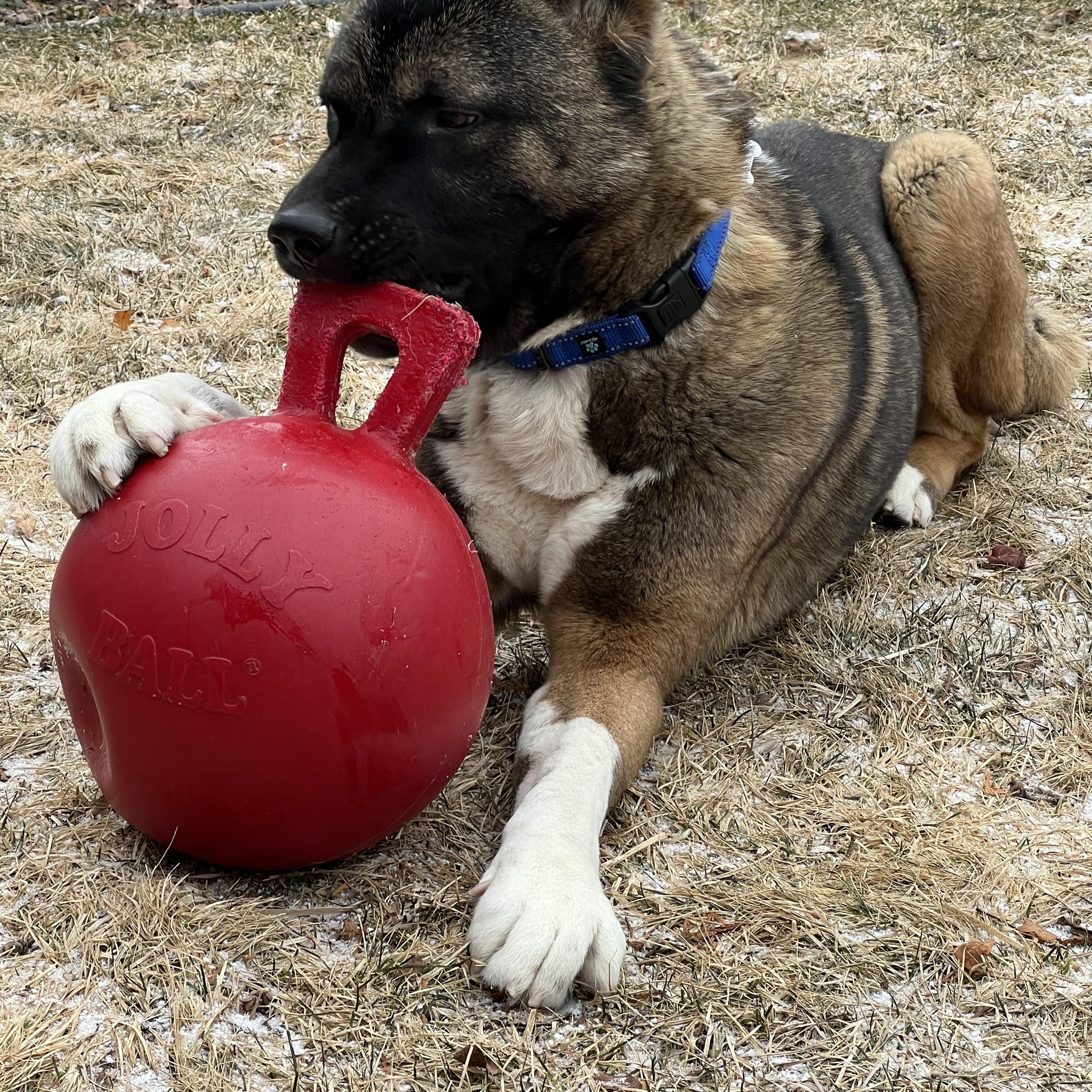 Quincy AKA Quinn, a Adoptable Akita in Dearborn, MI image 1/5