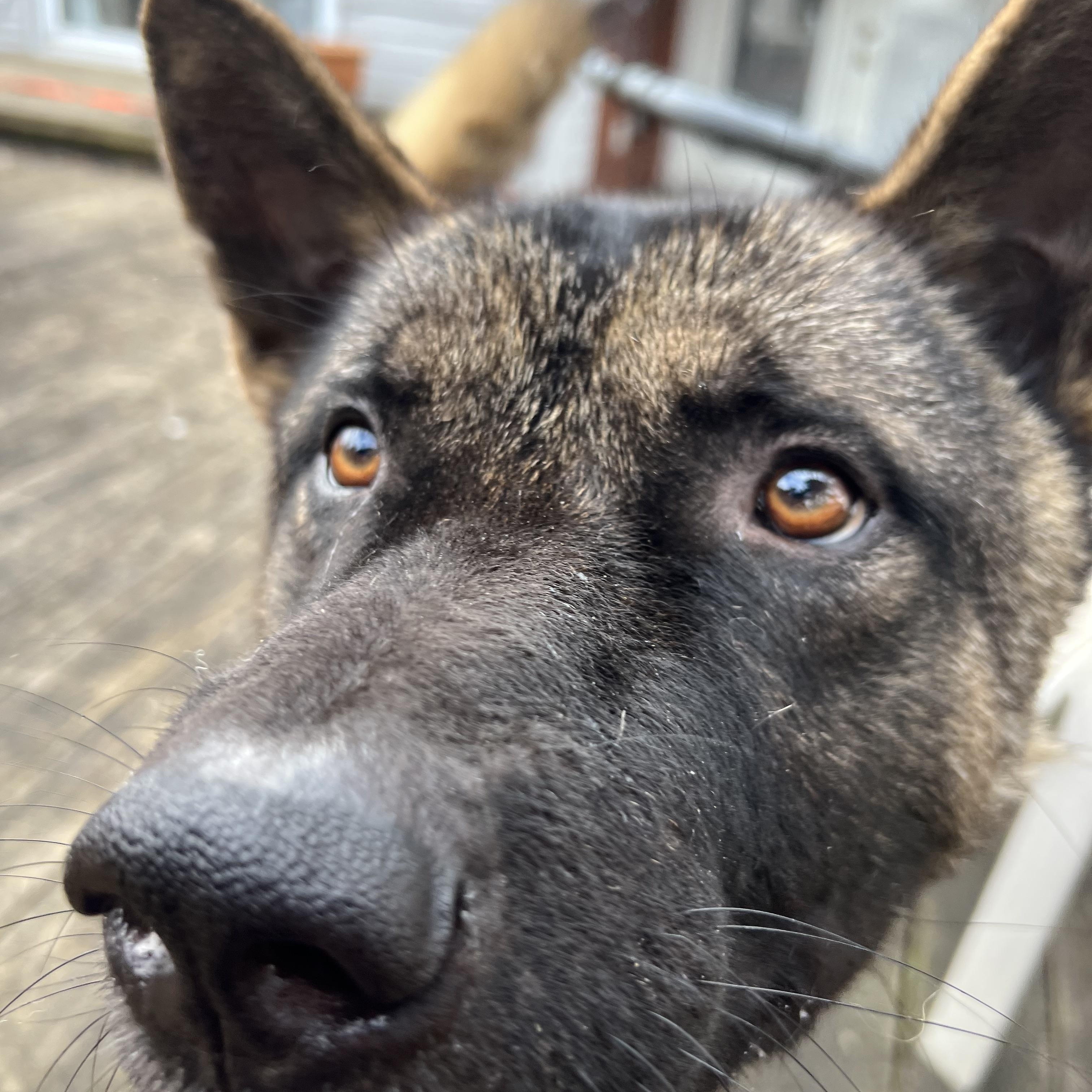 Quincy AKA Quinn, a Adoptable Akita in Dearborn, MI image 2/5