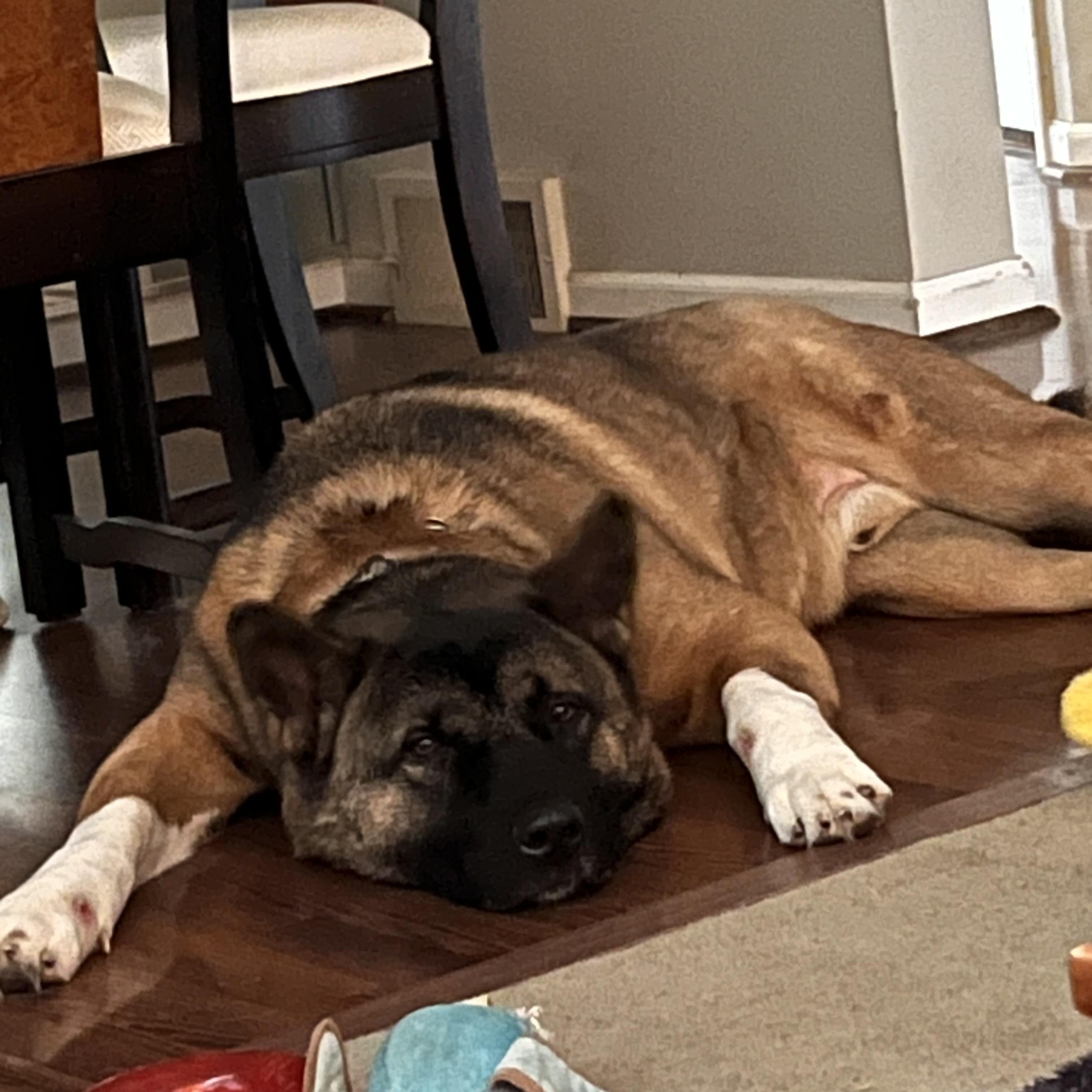 Quincy AKA Quinn, a Adoptable Akita in Dearborn, MI image 6/6