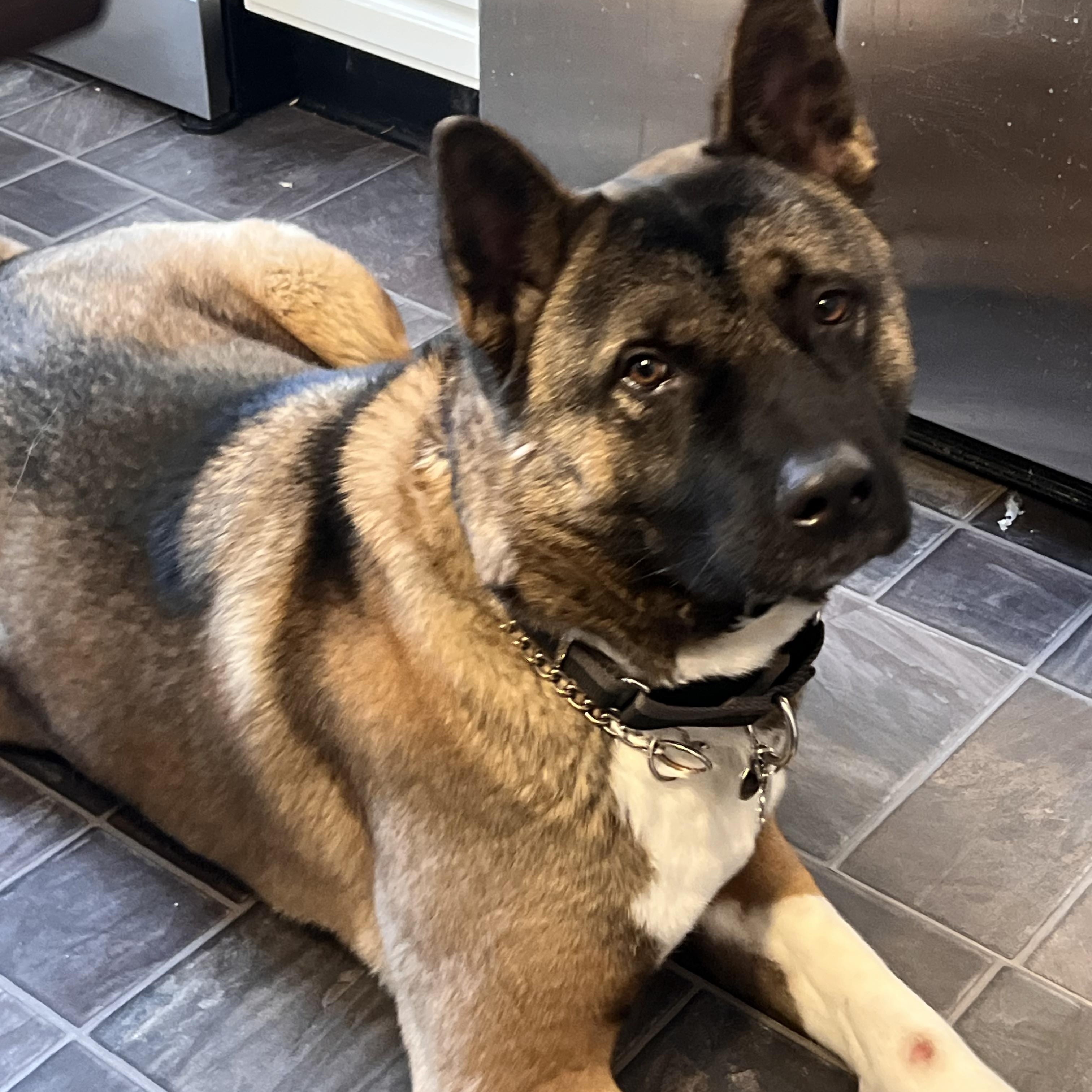 Quincy AKA Quinn, Adoptable, Young Male Akita.