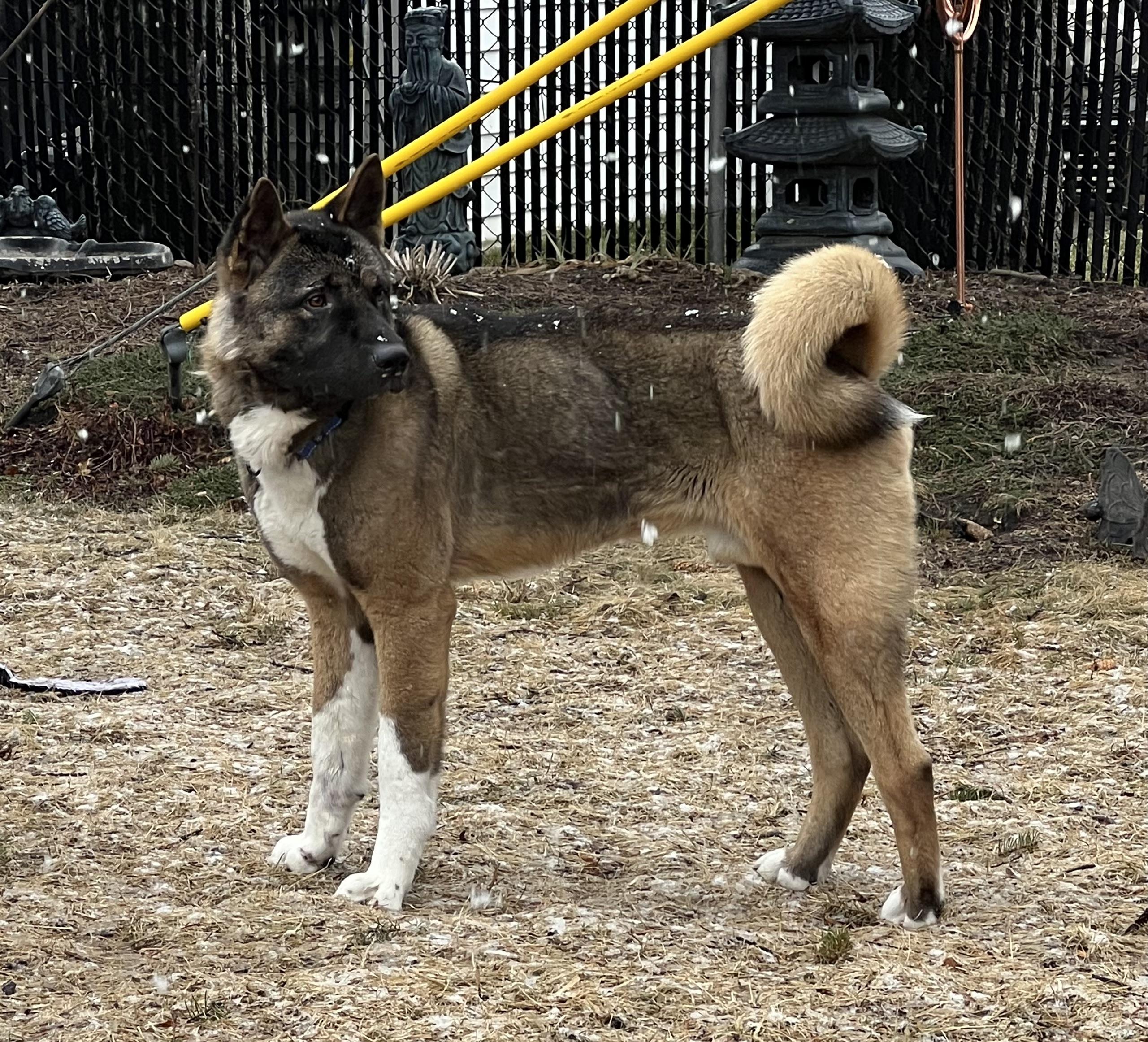 Quincy AKA Quinn, a Adoptable Akita in Dearborn, MI image 3/5