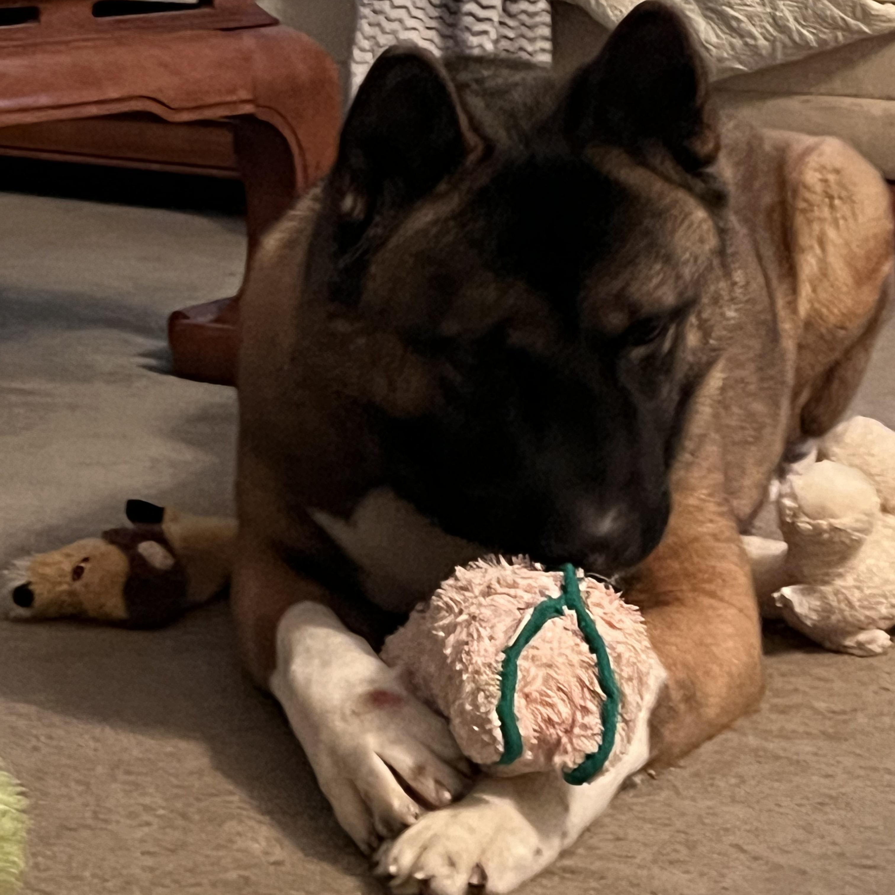 Quincy AKA Quinn, a Adoptable Akita in Dearborn, MI image 5/6